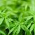 Hemp Organic konoplja pozadina